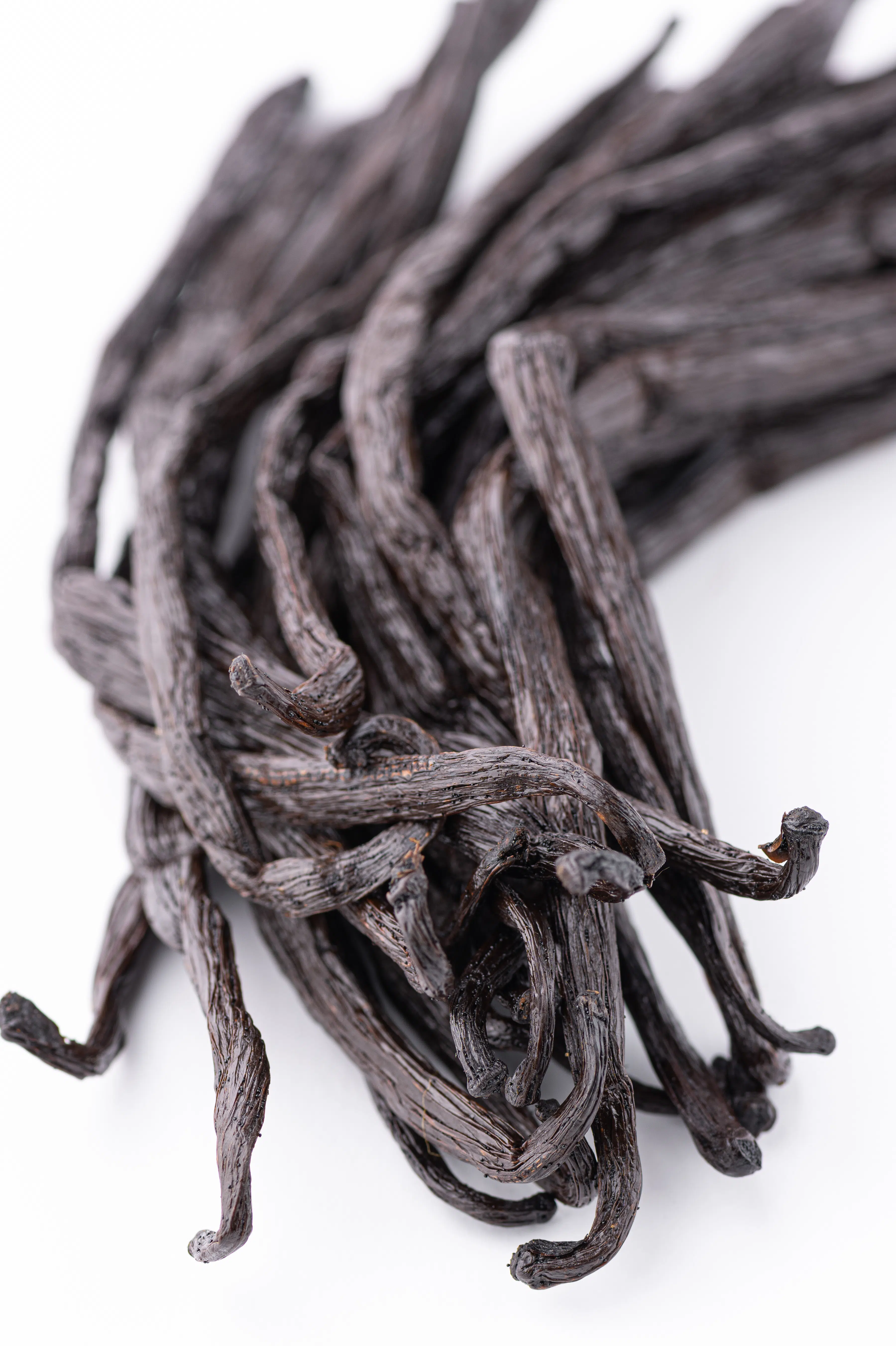 A bundle of fresh plump vanilla beans on a bright white table top. 